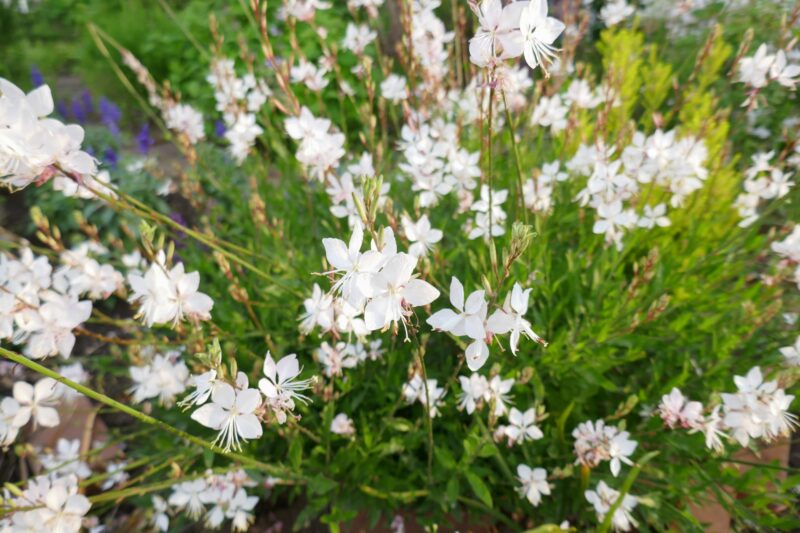 ガウラ白蝶草の育て方 宿根草初心者向けガーデニング春 | aobablog