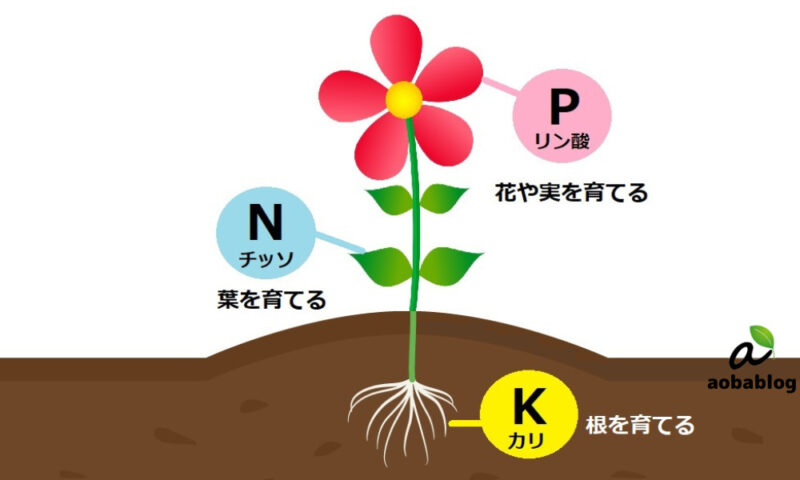 植物食中毒の原因は何ですか?