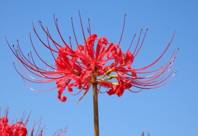 彼岸花の育て方 丈夫な球根植物は夏に植えて秋が楽しみになる | aobablog